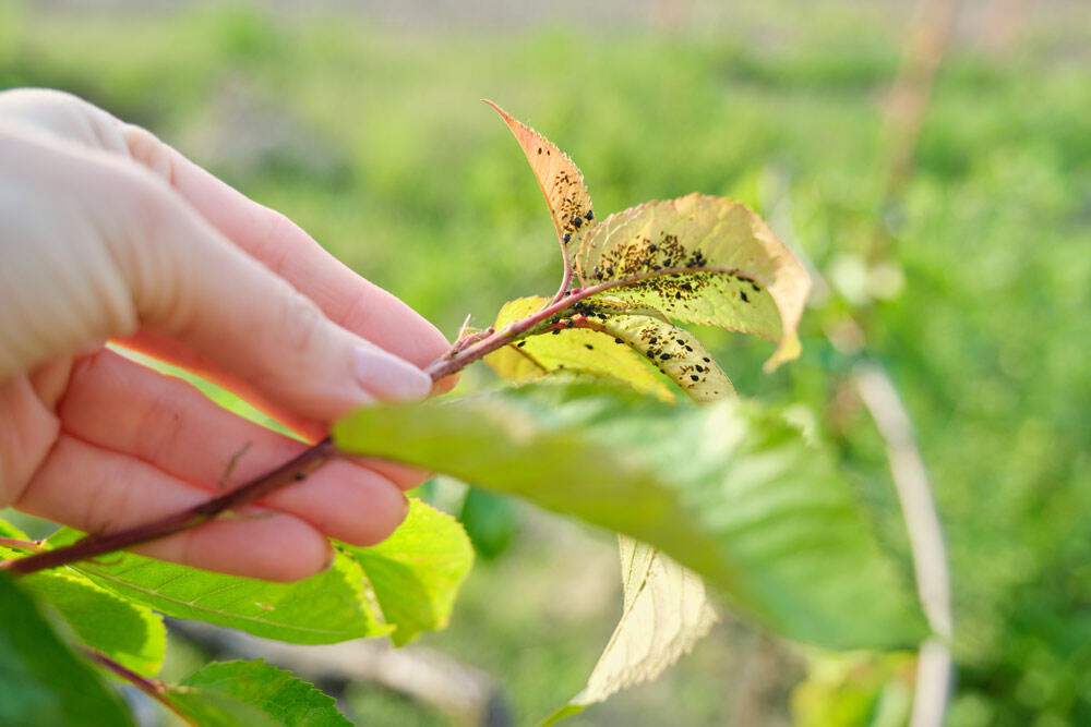 Pucerons au potager : identifier, traiter et prévenir naturellement