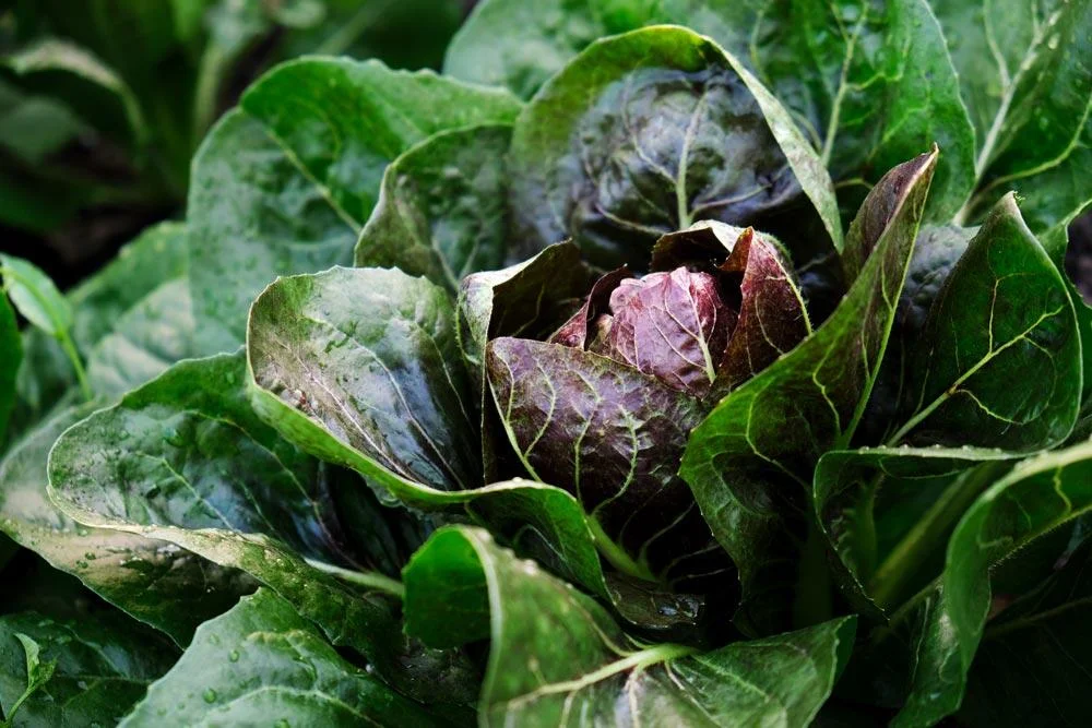 Radicchio en croissance au potager