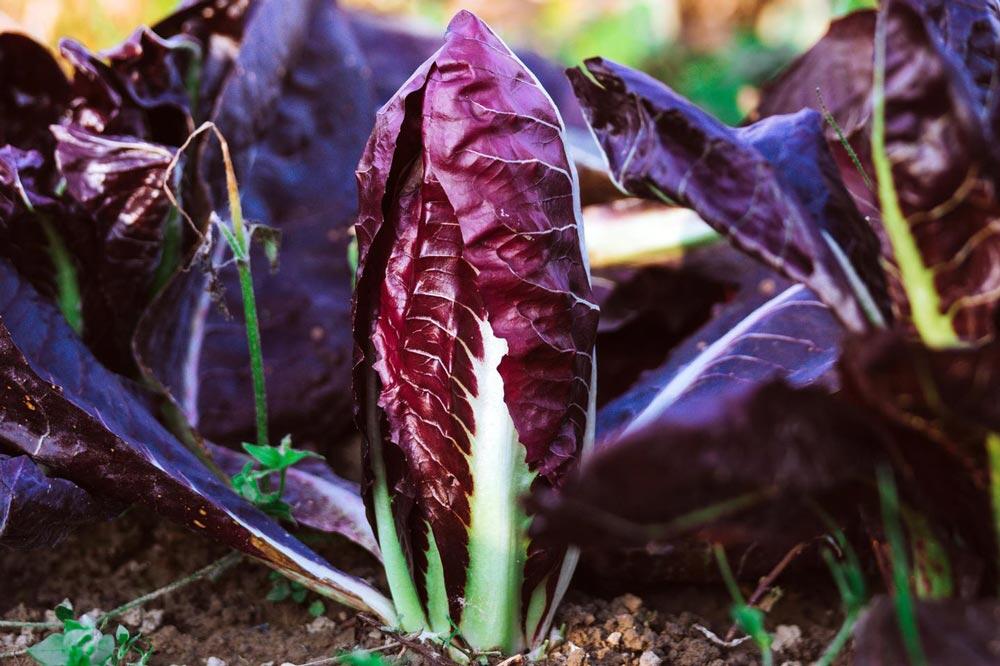 Radicchio : cultiver et forcer la chicorée rouge italienne