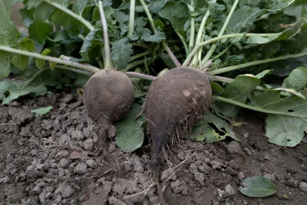Radis d’hiver à maturité au potager