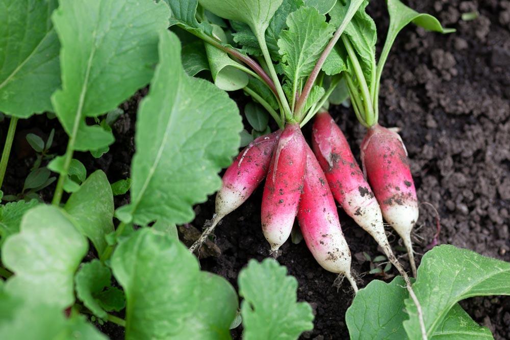 Radis : semer, cultiver et récolter du potager au balcon