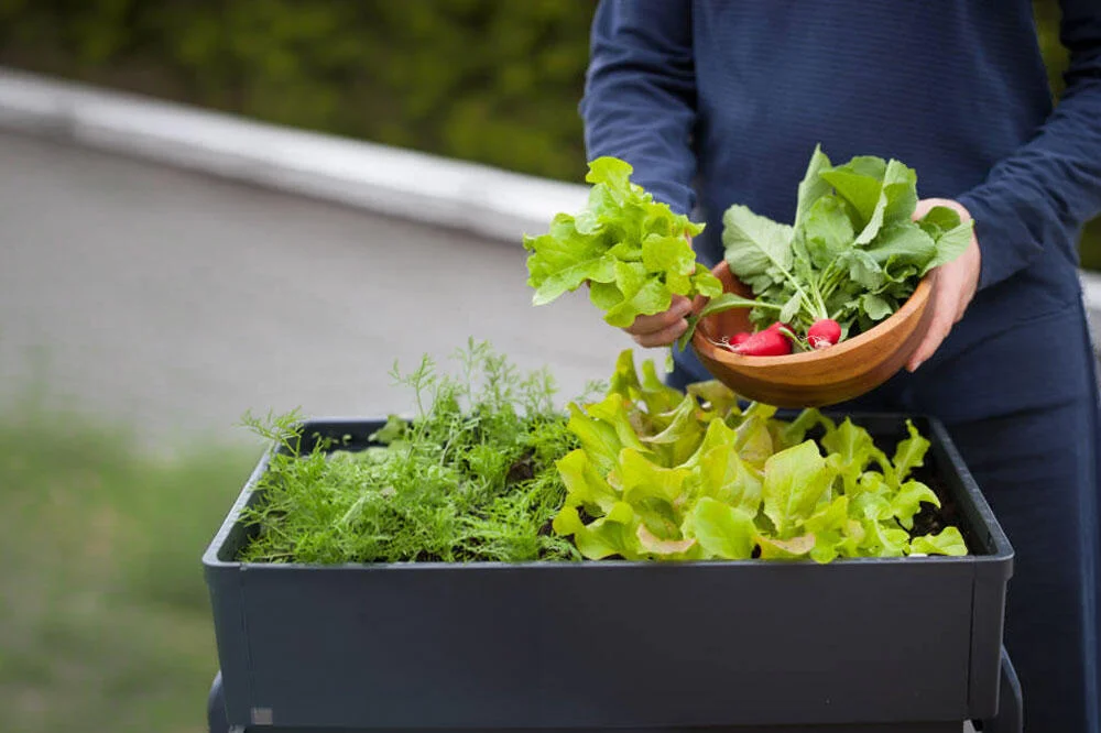 légumes faciles cultiver pot balcon débutant radis laitue