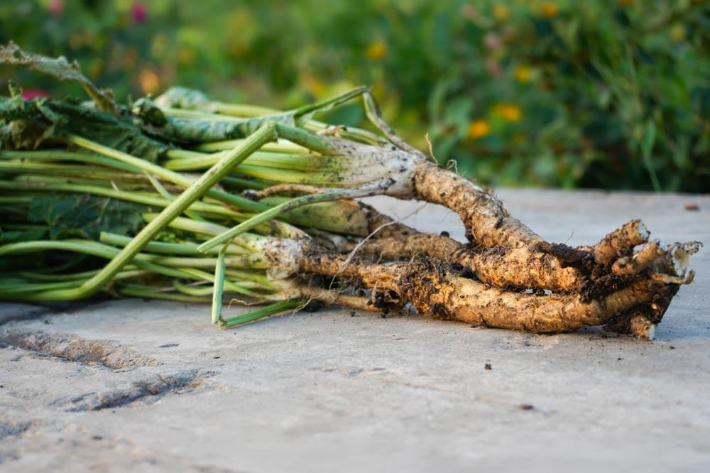 Raifort : planter, cultiver et contenir cette vivace piquante