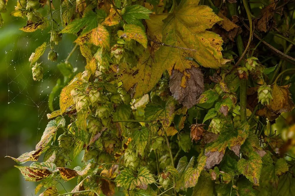 Acariens tétranyques sur des feuilles de houblon