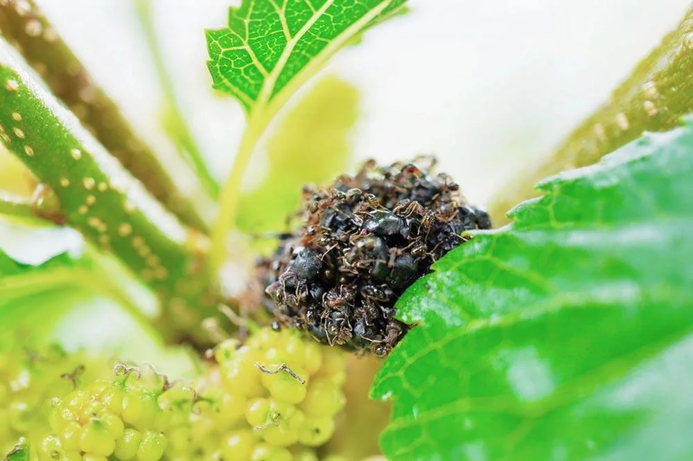 Mûres mûres du mûrier (Morus) avec quelques fourmis sur les fruits