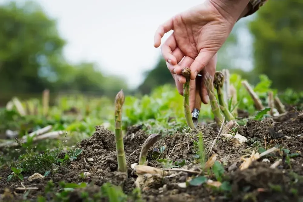 recolte-asperge
