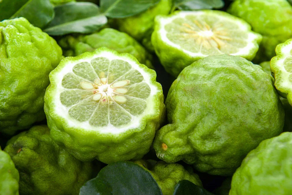 recolte-bergamote