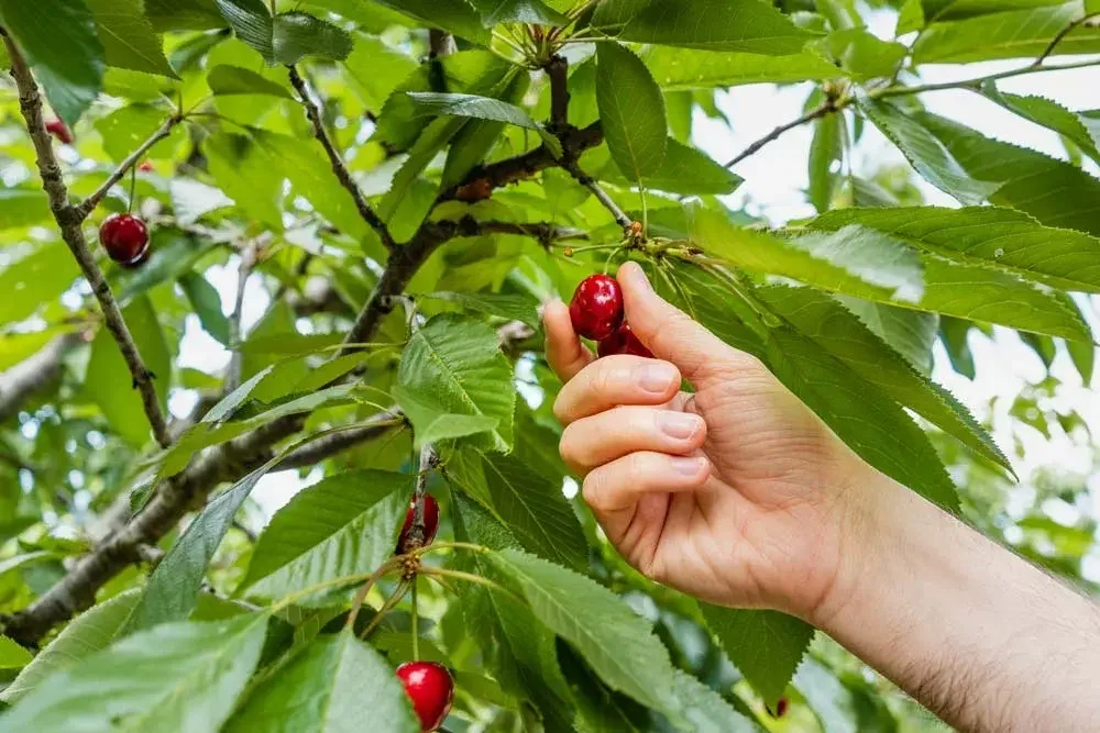 recolte-cerises