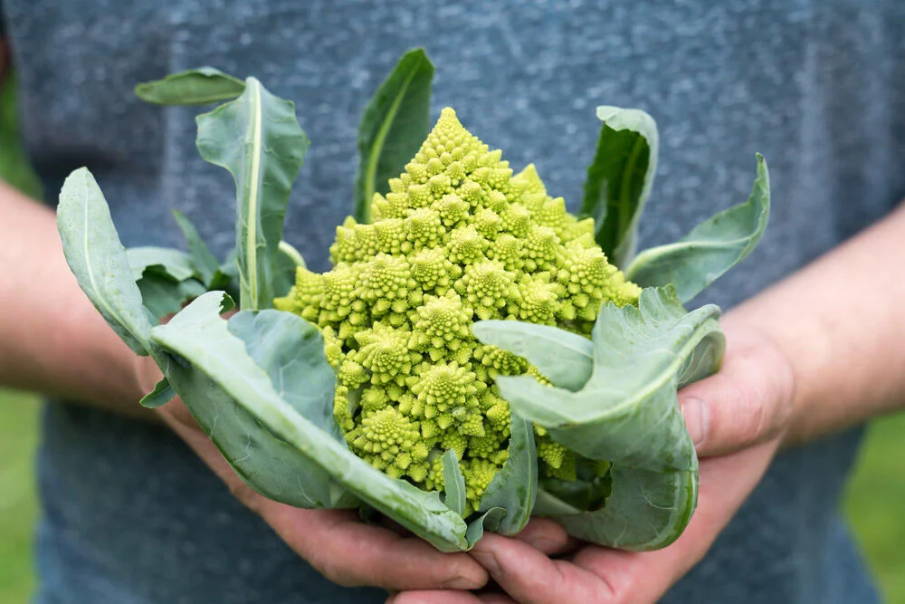 recolte-chou-romanesco