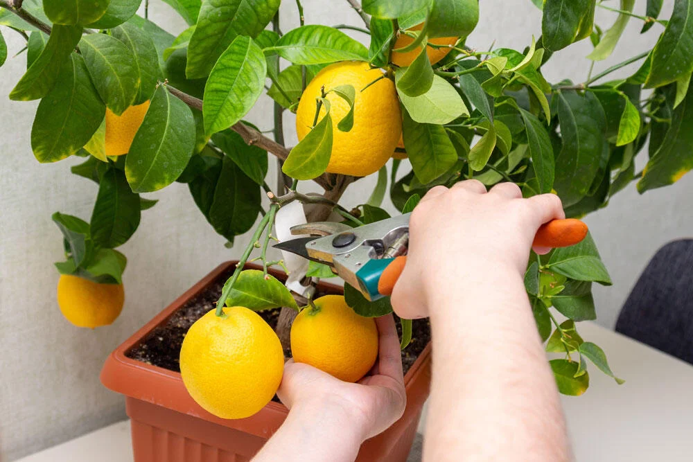recolte-citrons