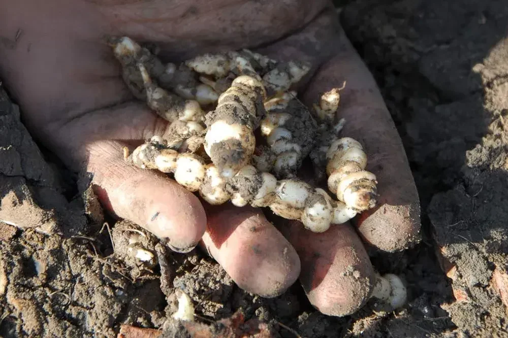 Récolte de crosnes du Japon au potager