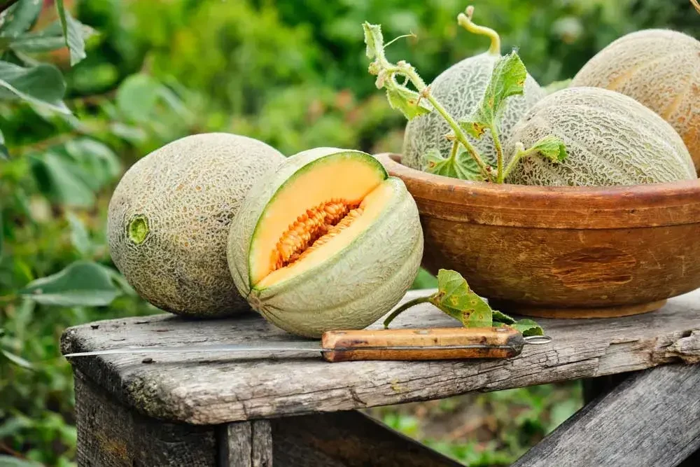 Melon mûr coupé en tranches sur un banc au potager