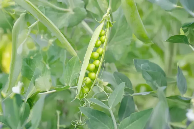 Récolte des petits pois au potage