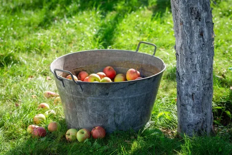 recolte-de-pommes