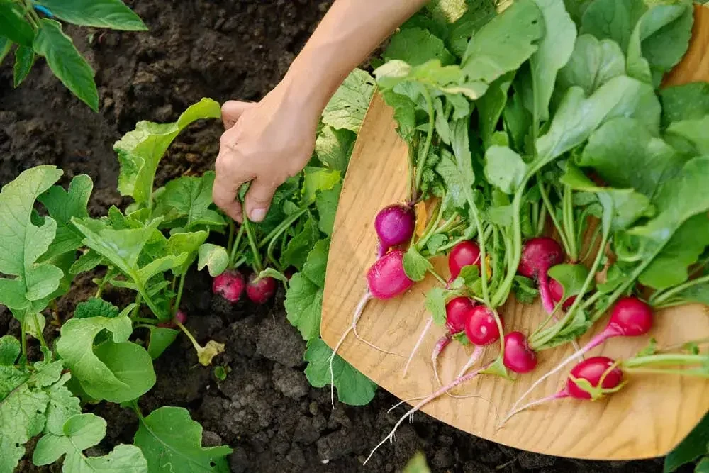 Récolte des radis au potager