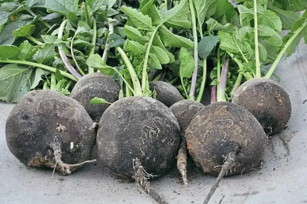 Récolte des radis noirs au potager