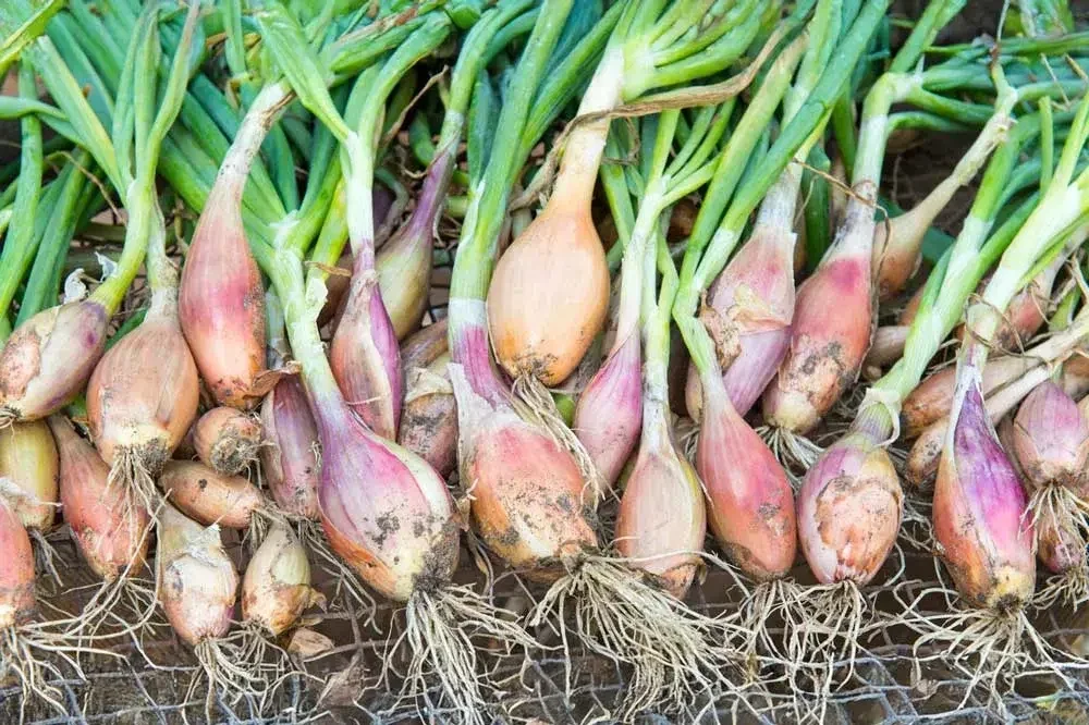 Récolte des échalotes au potager