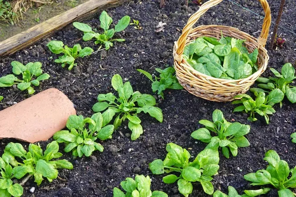 Récolte de feuilles d’épinard au potager