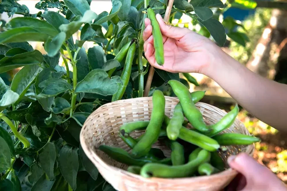 Récolte de gousses de fèves au potager