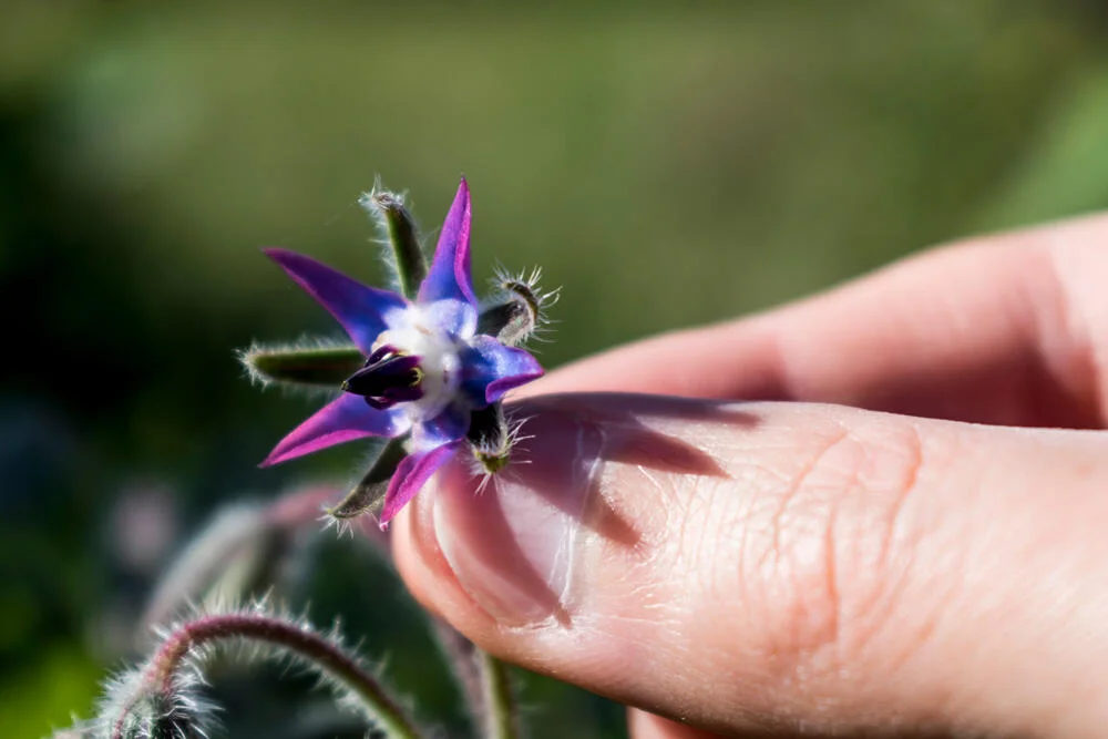 recolte-fleurs-bourrache-comestibles