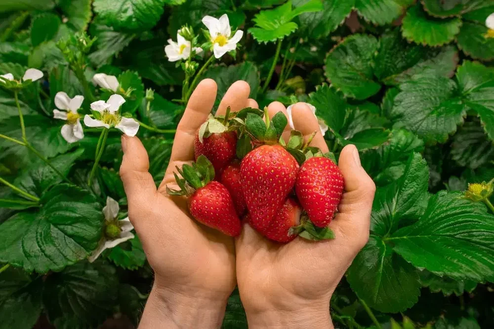 Récolte de fraises mûres sur les fraisiers