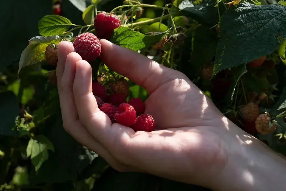Récolte de framboises mûres sur le framboisier