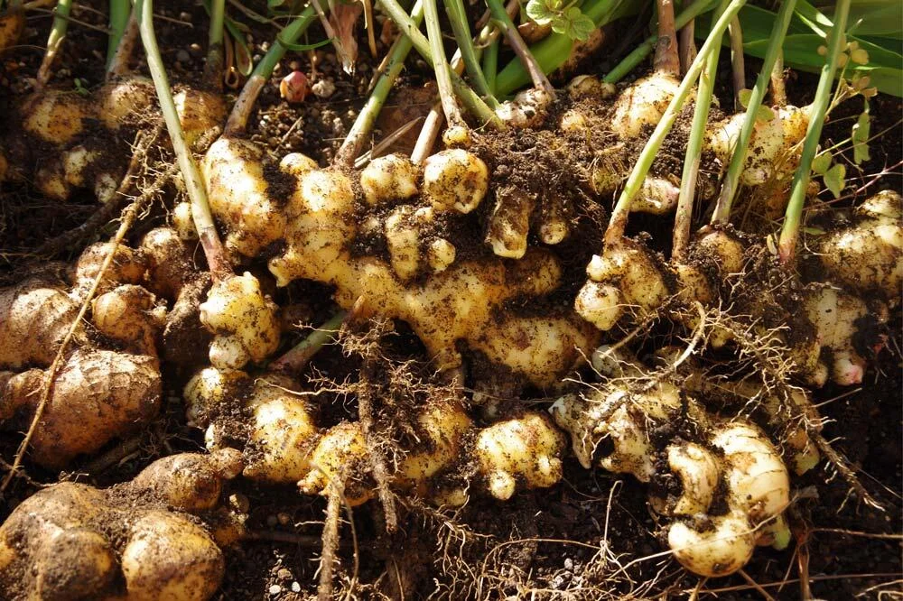 Récolte de rhizomes de gingembre