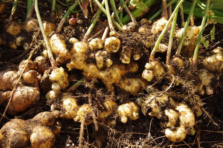 Récolte de rhizomes de gingembre