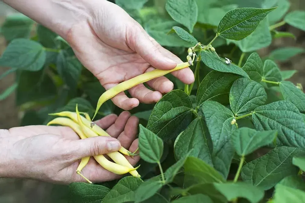 Récolte de haricots nains au potager