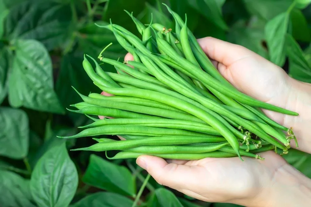 Récolte de haricots grimpants au potager