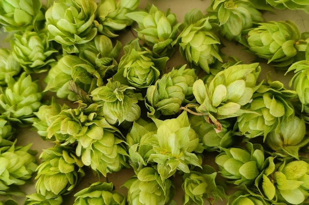 Récolte des cônes de houblon à maturité