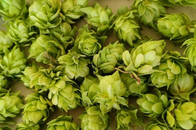 Récolte des cônes de houblon à maturité