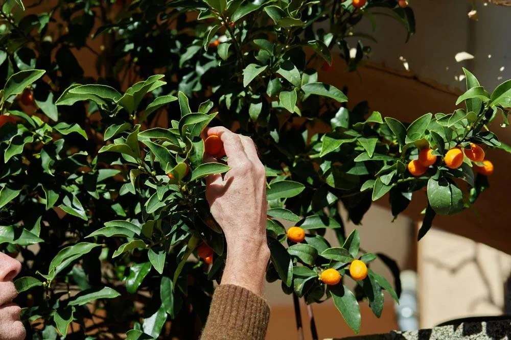 Récolte de kumquats mûrs