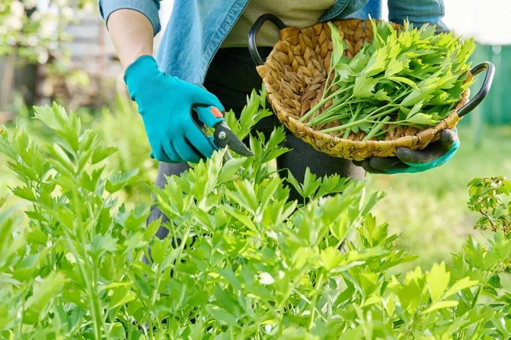 Récolte de feuilles de livèche au jardin