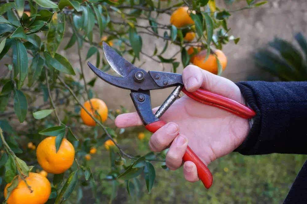 Récolte de mandarines au sécateur sur le mandarinier