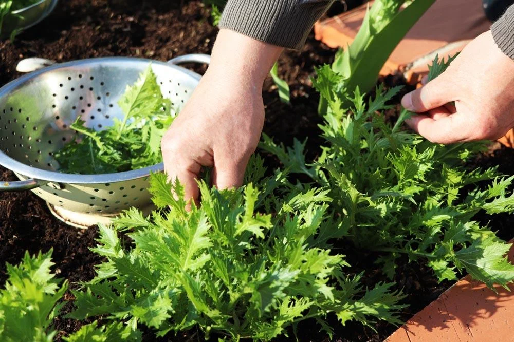 Récolte de feuilles de mizuna au potager