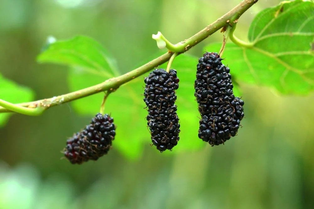 Récolte de mûres sur un mûrier fruitier (Morus)