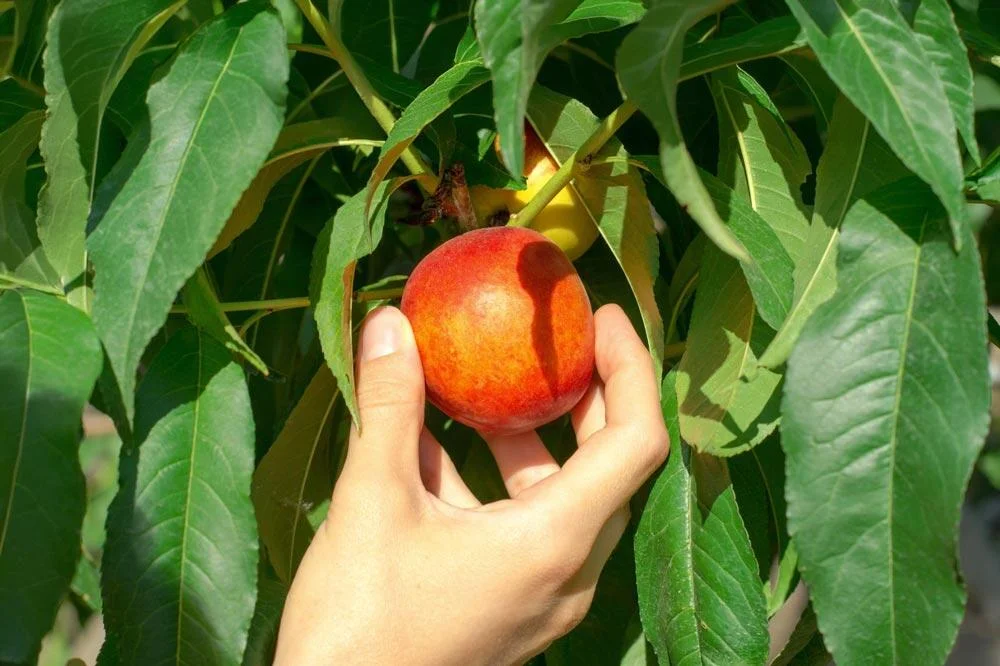 Récolte de nectarines mûres sur le nectarinier