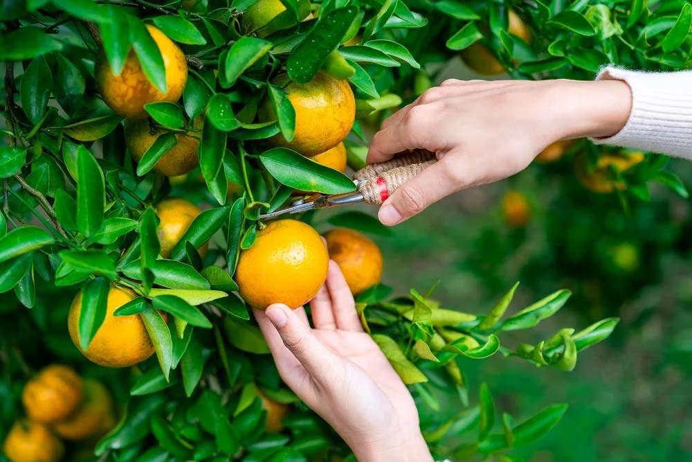 Récolte des oranges sur l’oranger