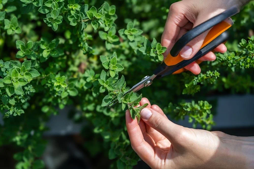 Récolte des feuilles d’origan fraîches