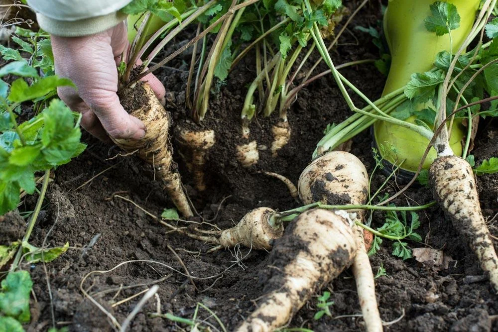 Récolte des panais au potager