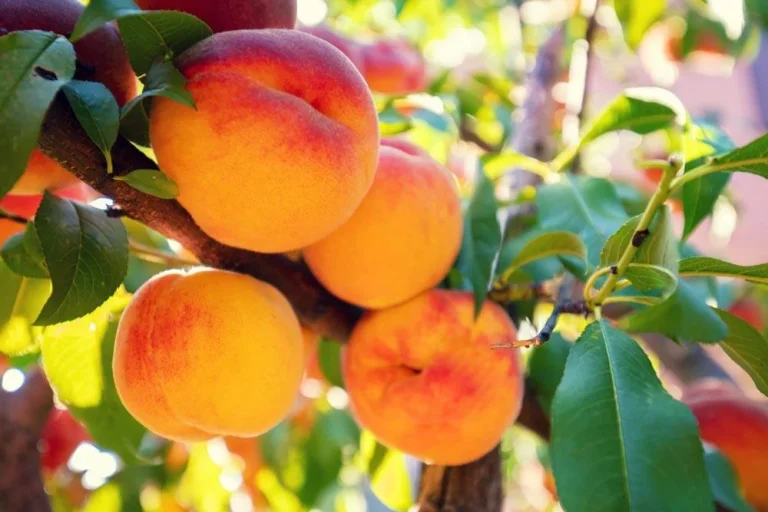 Récolte des pêches de vigne à maturité