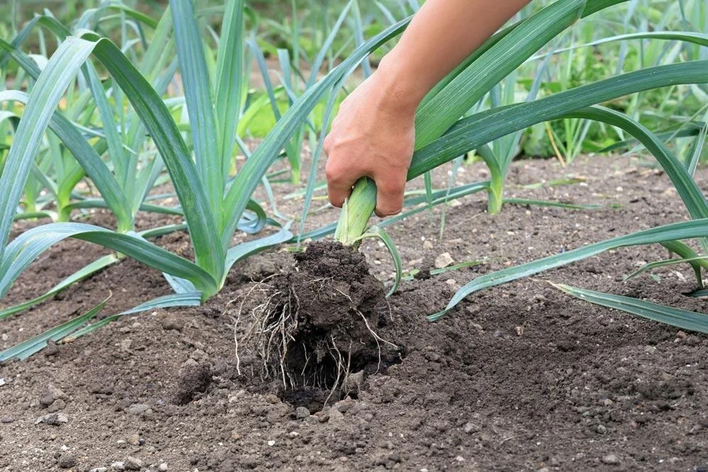 Récolte des poireaux au potager