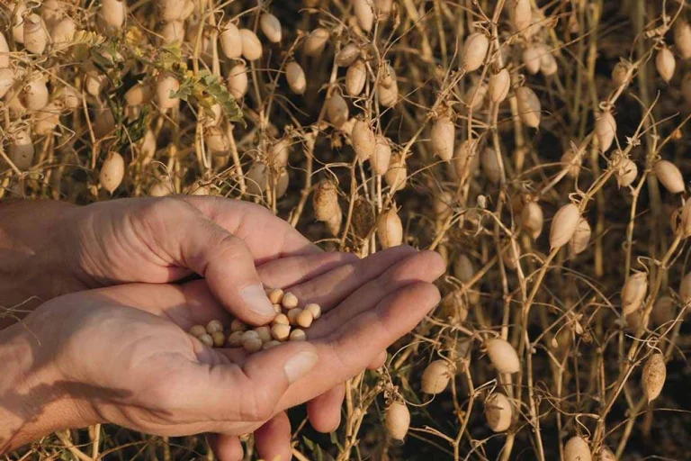 Récolte des pois chiches à maturité