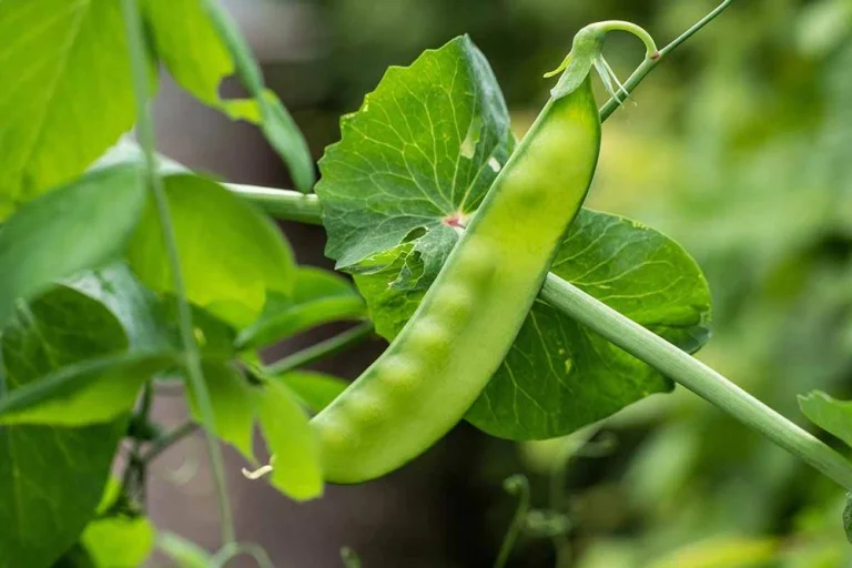 Récolte des pois mange-tout au potager