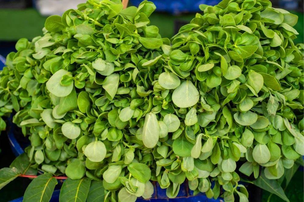Récolte du pourpier au potager