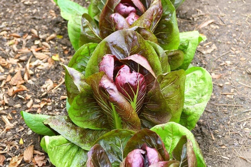 Récolte du radicchio au potager