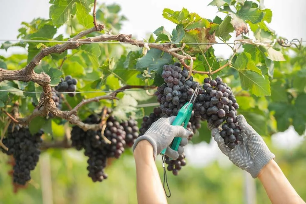 Récolte des grappes de raisin à maturité