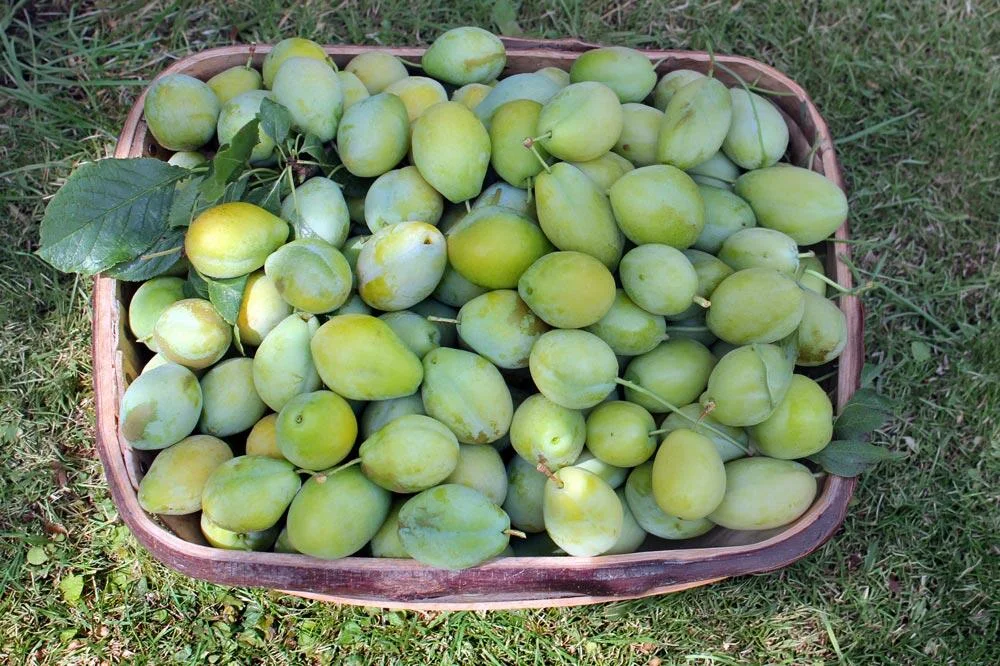 Récolte des prunes Reine-Claude à maturité