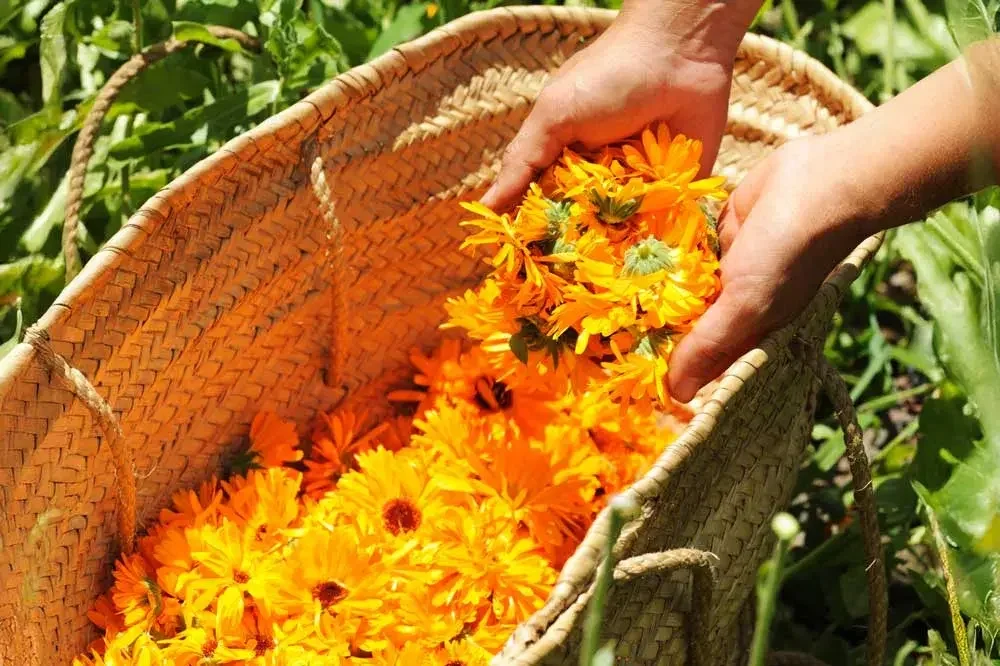 Récolte des fleurs de souci
